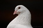 0011-0057; 3872 x 2592 pix; bird, pigeon