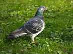 0011-0072; 3648 x 2736 pix; bird, pigeon