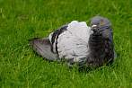 0011-0073; 2737 x 1833 pix; bird, pigeon