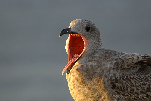 bird; seagull
