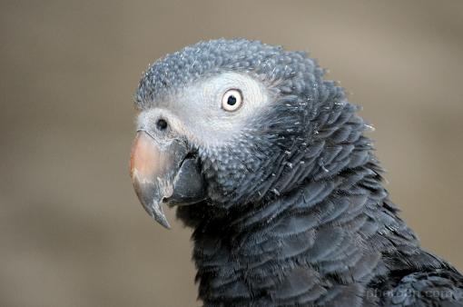 Asia; India; bird; parrot; african grey parrot