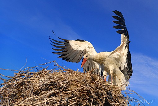 bird; stork; nest