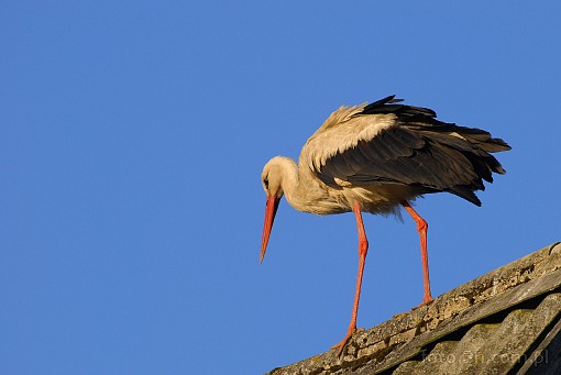bird; stork