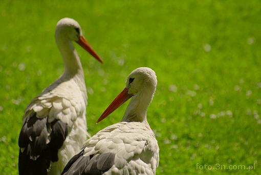 bird; stork
