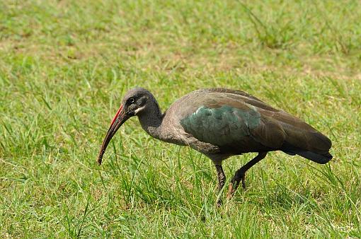 bird; ibis; hadeda ibis