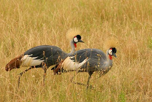 Africa; Kenya; grey crowned crane; crane
