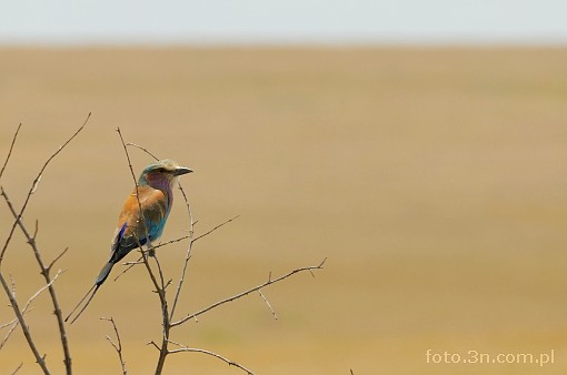 Africa; Kenya; bird; lilac; lilac-breasted roller