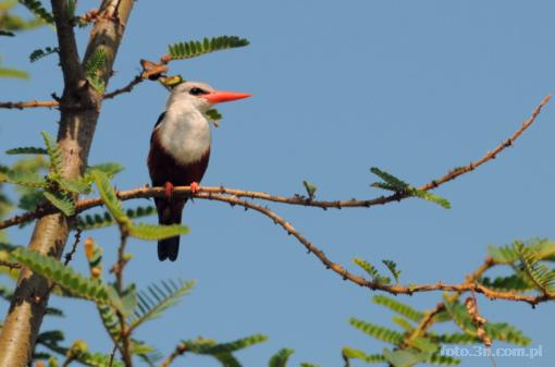 Africa; Kenya; bird; grey-headed kingfisher