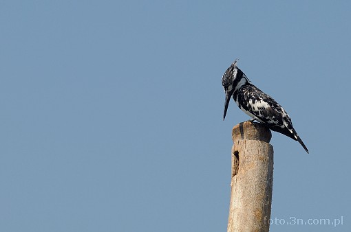 Africa; Kenya; bird; pied kingfisher