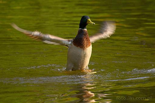 bird; duck; fly