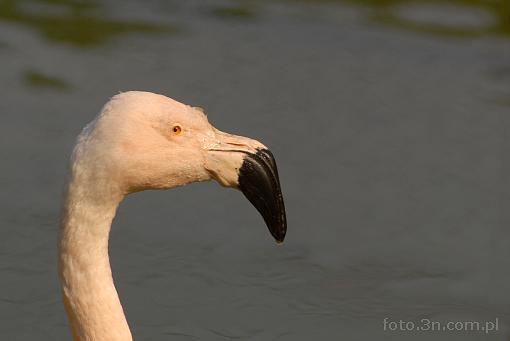 bird; flamingo