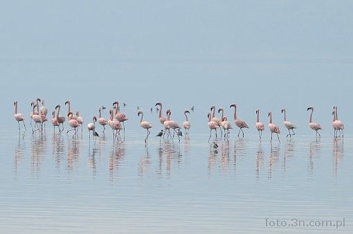 Africa; Kenya; Lake Nakuru; bird; flamingo