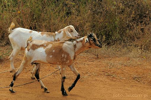 Africa; Kenya; goat
