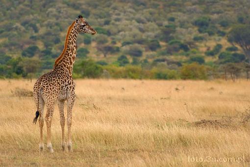 Africa; Kenya; giraffe; savannah