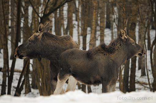 moose