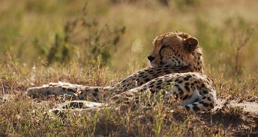 Africa; Kenya; cheetah