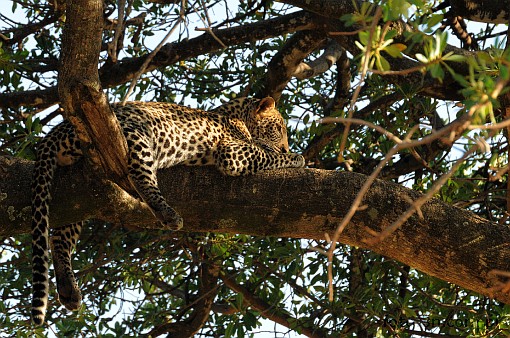 Africa; Kenya; panther; leopard