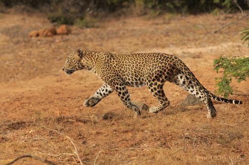 Asia; Sri Lanka; Cejlon; panther; leopard