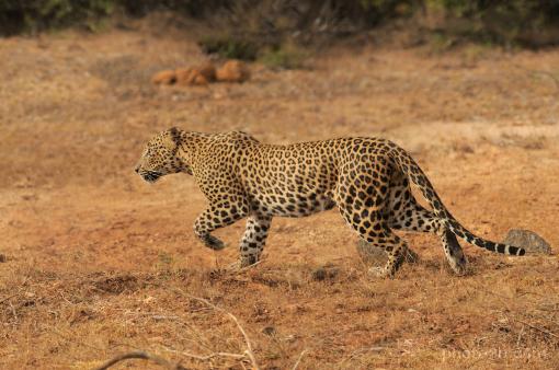 Asia; Sri Lanka; Cejlon; panther; leopard