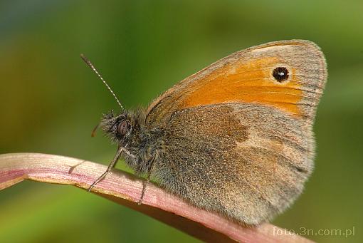 insect; butterfly; small heath