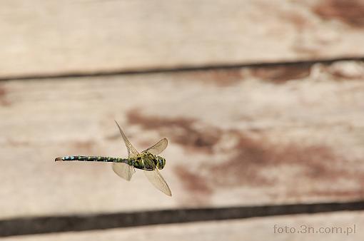 insect; dragonfly