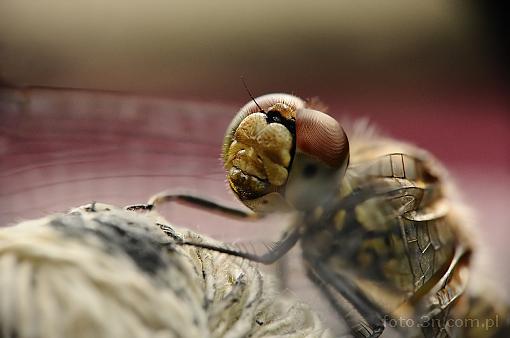 insect; dragonfly