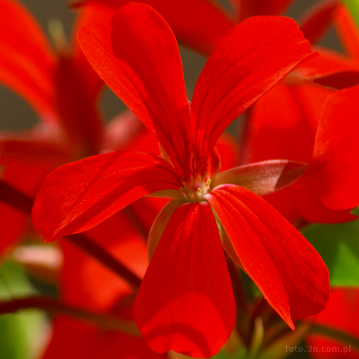 flower; red flower