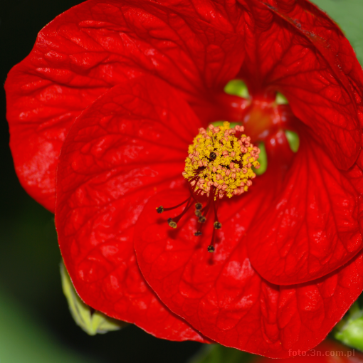flower; red flower