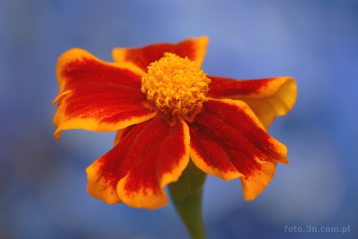 flower; marigold