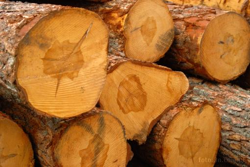 tree; trunk; bark; grain; wood