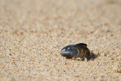 beach; sand; shell