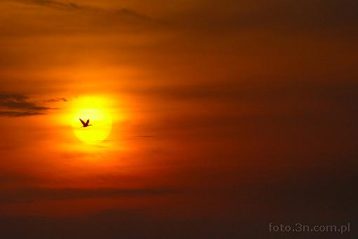 sunset; bird