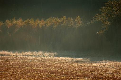 field; tree; fog; mist; fog; atumn