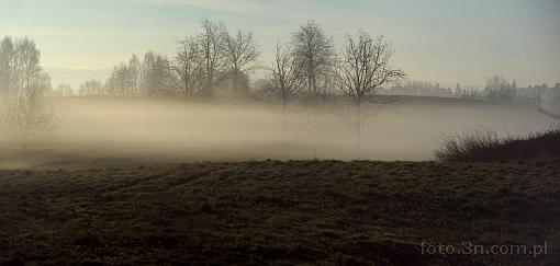 tree; field; fog; mist