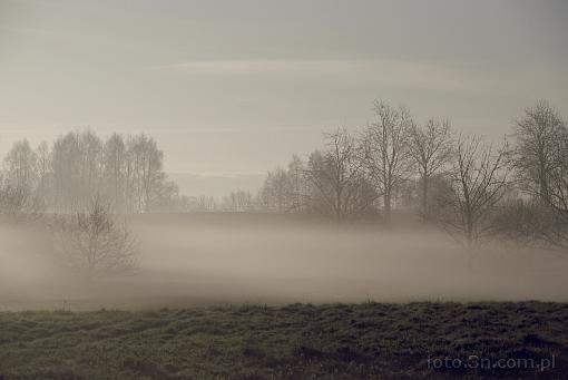 meadow; tree; fog; mist