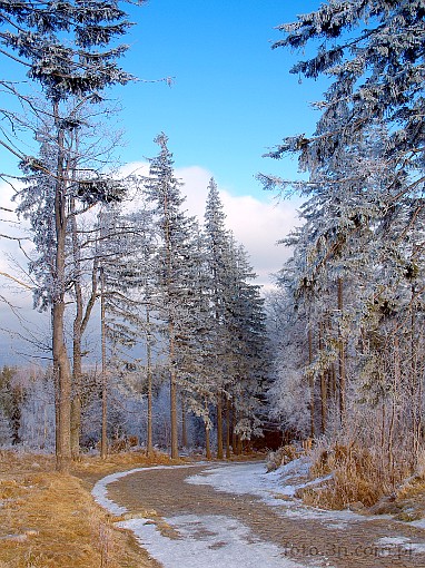 winter; snow; tree; road; way; path; pathway