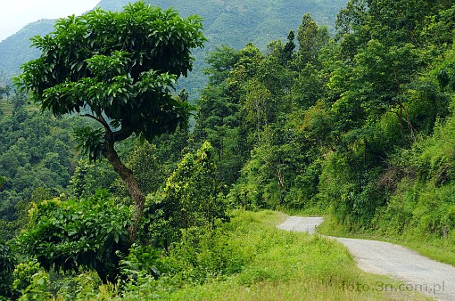 Asia; Nepal; Himalaya; mountains; tree; road; path