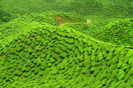 Asia; Malaysia; Cameron Highlands; tea; tea tree; tea hills