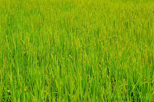 Asia; Vietnam; rice