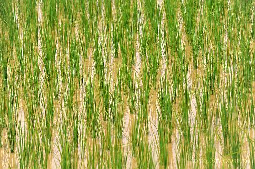 Asia; Cambodia; rice field; rice
