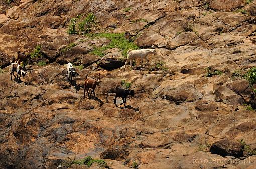 Africa; Kenya; Kerio Valley; rock; goat