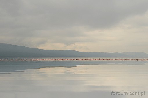 Africa; Kenya; Lake Nakuru