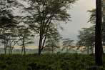 1CAB-0100; 3957 x 2628 pix; Africa, Kenya, Lake Nakuru, tropical forest, forest