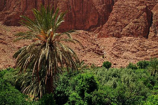 Africa; Morocco; palm; palm tree