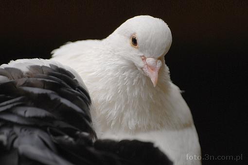 bird; pigeon