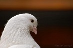 bird; pigeon
