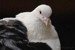 0011-0055; 3872 x 2592 pix; bird, pigeon