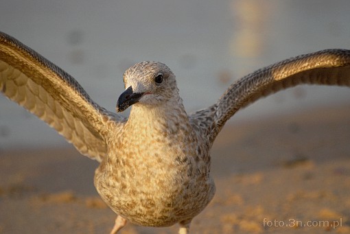 bird; seagull