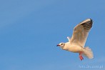 0012-0082; 2375 x 1592 pix; bird, seagull