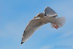 0012-0088; 3196 x 2140 pix; bird, seagull